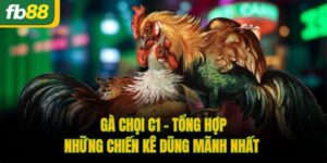 Gà Chọi C1